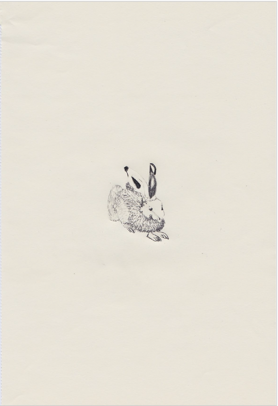 Karine Fauchard - Rabbit Club